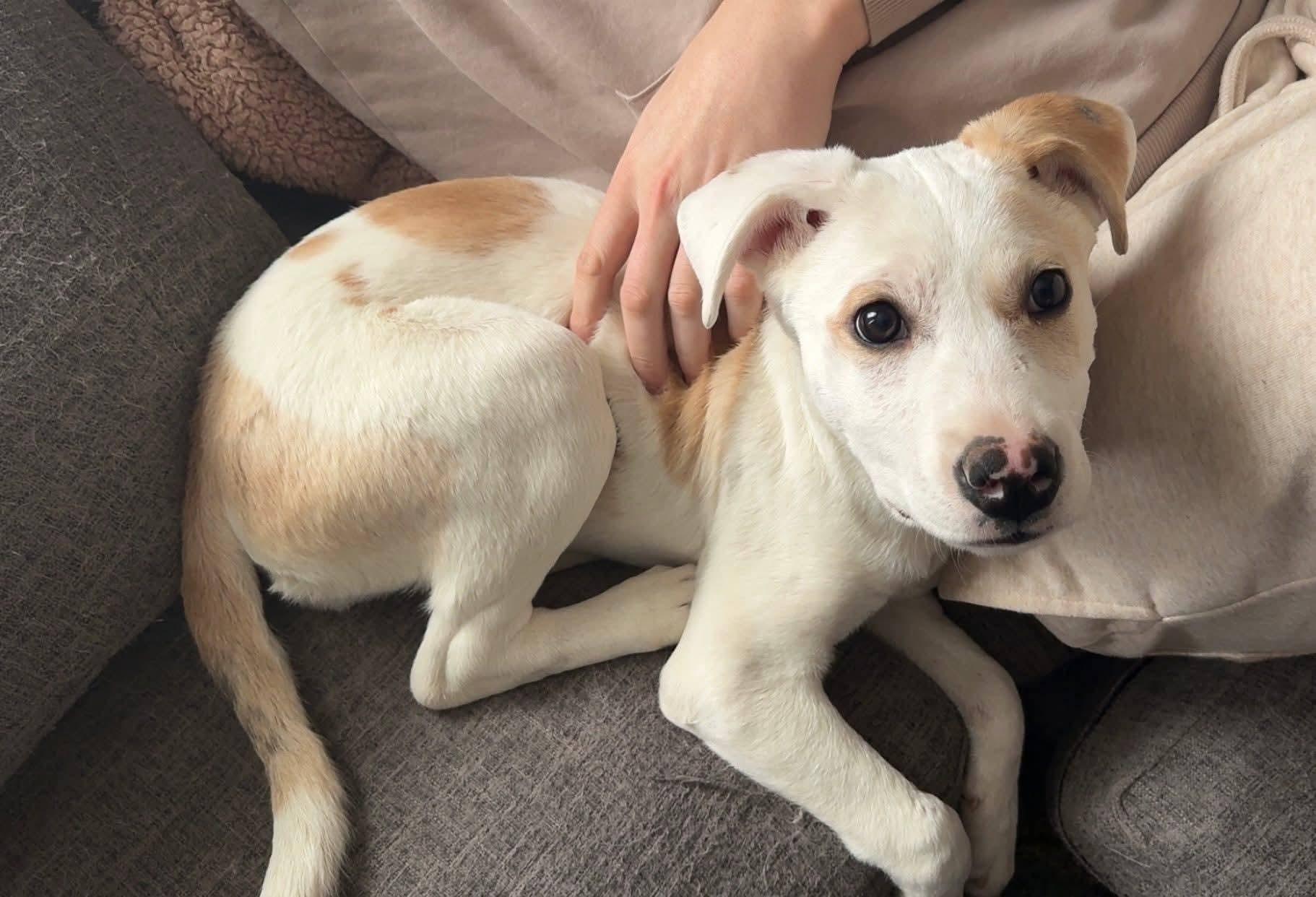 Champagne , adopted, Puppy Female Pit Bull Terrier.