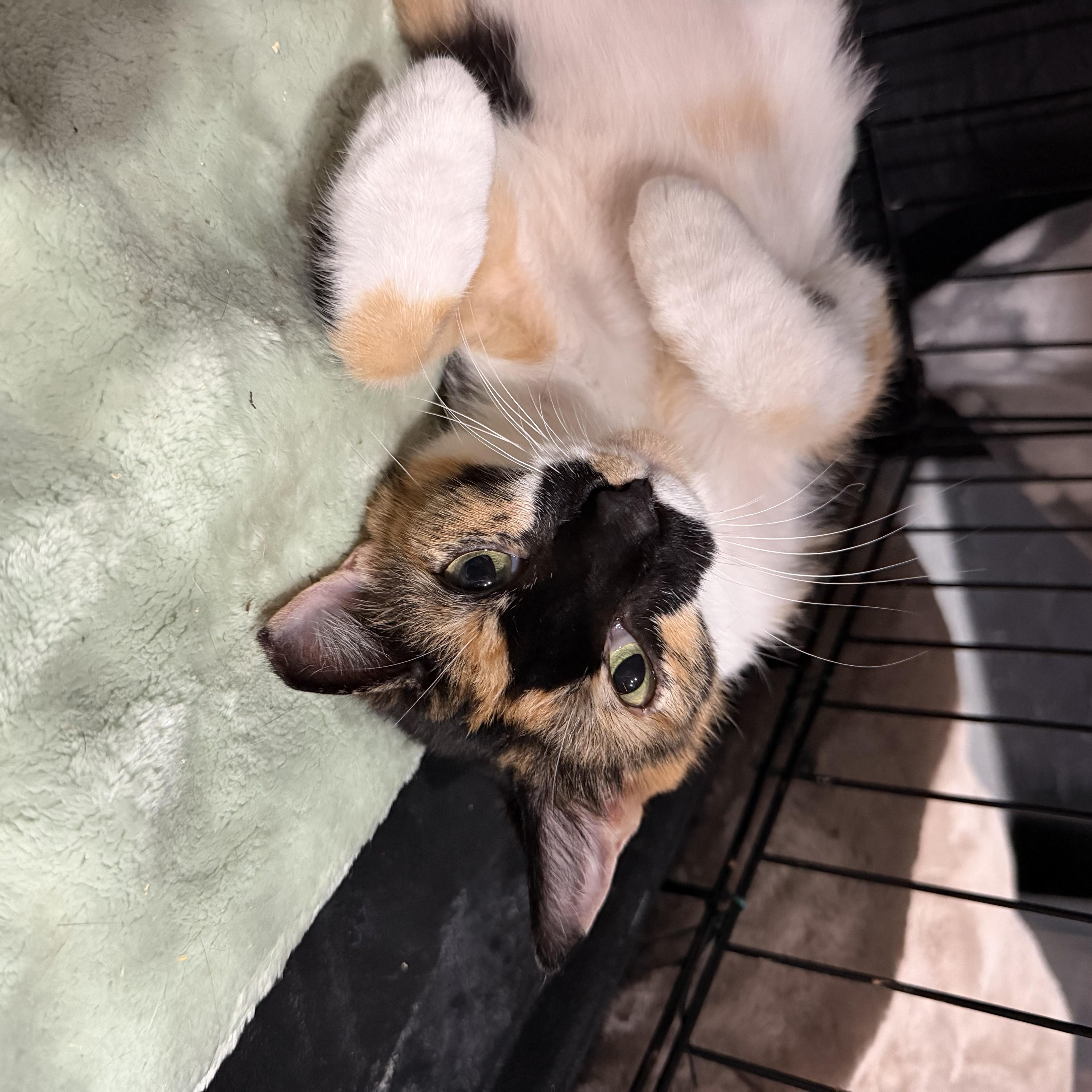 Callie, a ADOPTABLE Calico in Boston, MA image 3/5