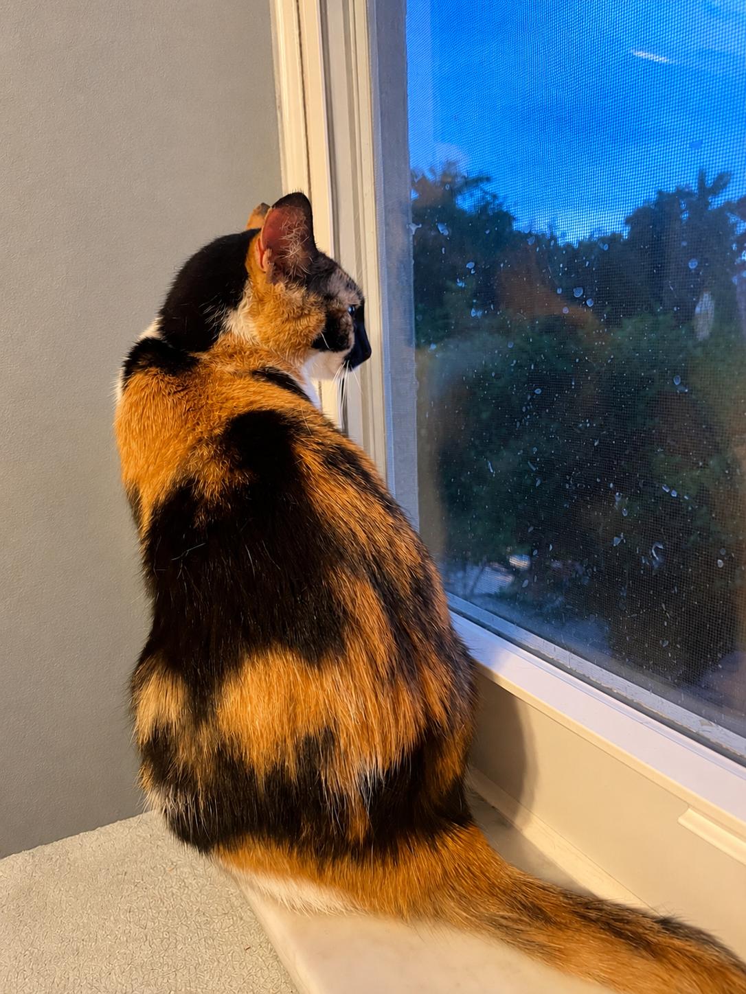 Enlarge Callie, a ADOPTABLE Calico in Hartford, CT image 4/6