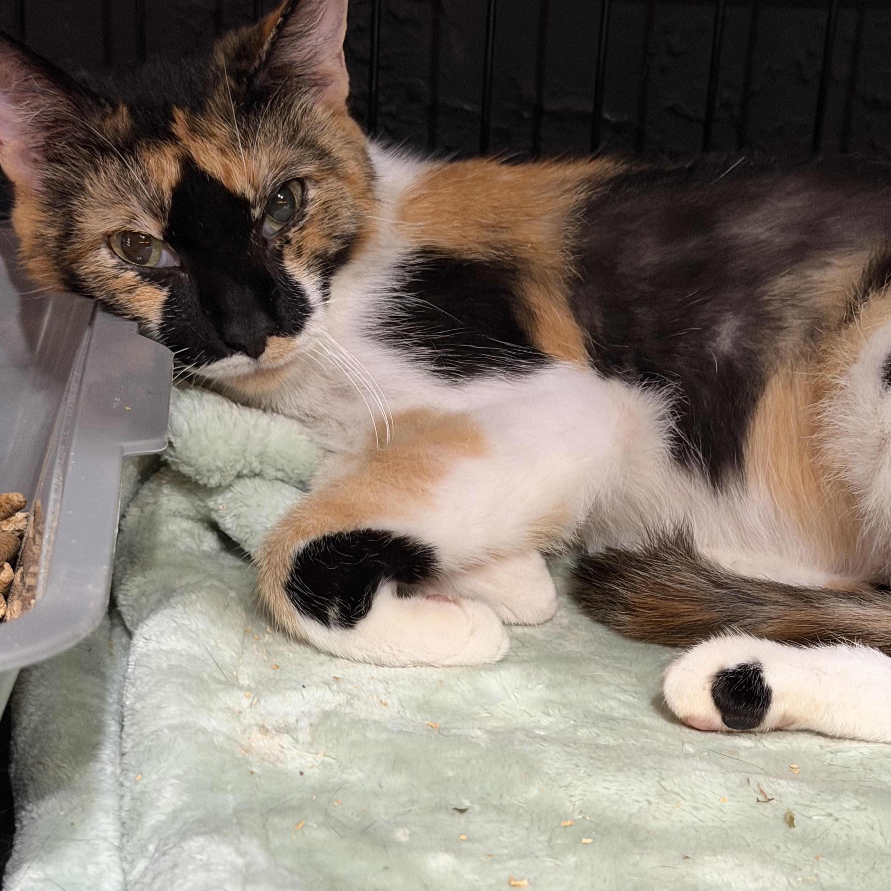Callie, ADOPTABLE, Young Female Calico.