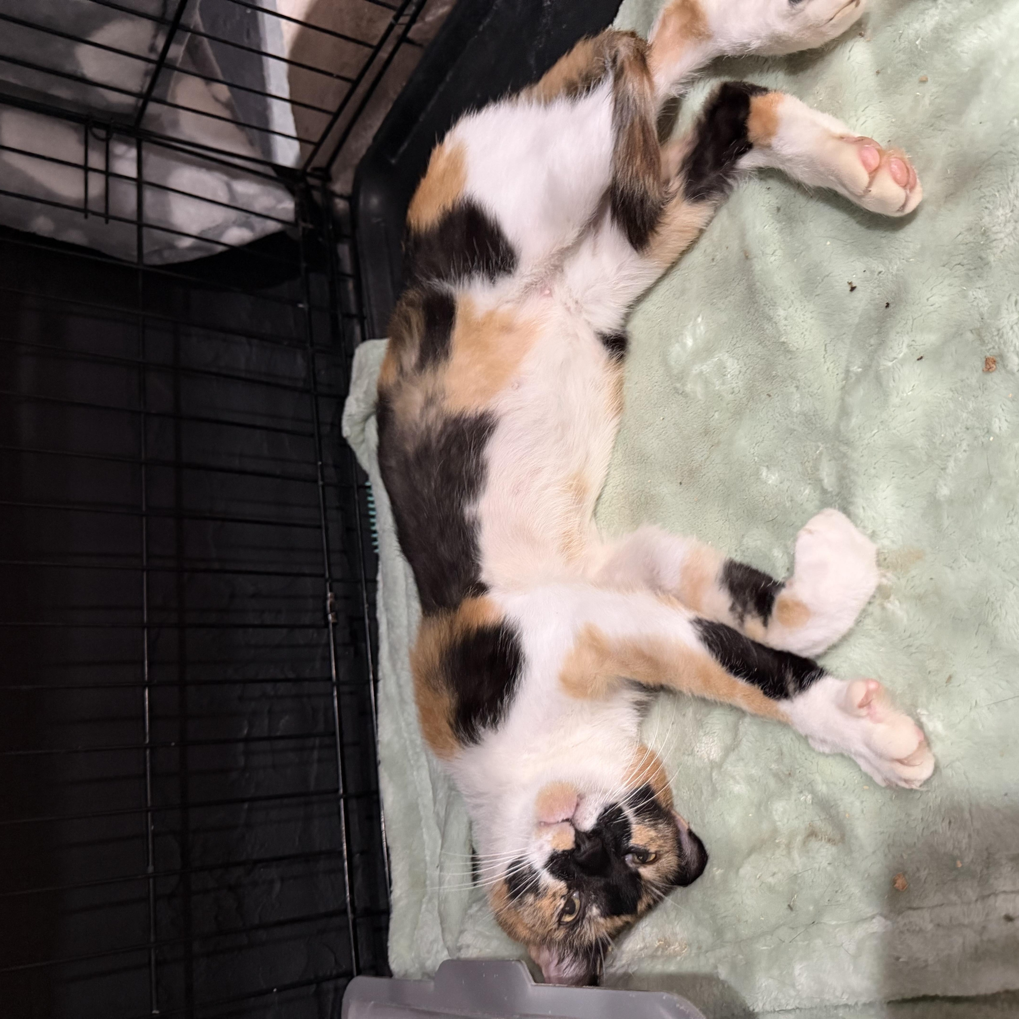 Callie, a ADOPTABLE Calico in Boston, MA image 2/5