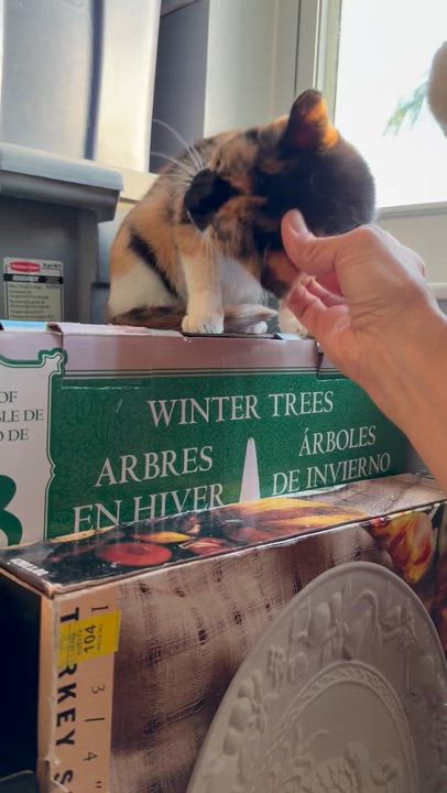 Enlarge Callie, a ADOPTABLE Calico in Boston, MA video 4/5
