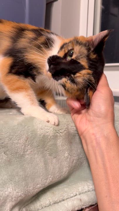 Enlarge Callie, a ADOPTABLE Calico in Boston, MA video 5/5