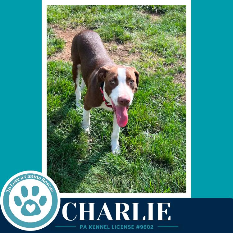 Enlarge Charlie (Silent Film Stars) 080826, a Adoptable mixed breed in Kimberton, PA image 1/3