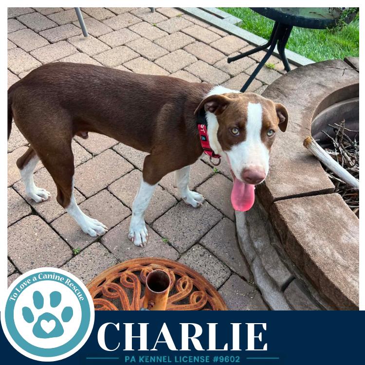Enlarge Charlie (Silent Film Stars) 080826, a Adoptable mixed breed in Kimberton, PA image 2/3