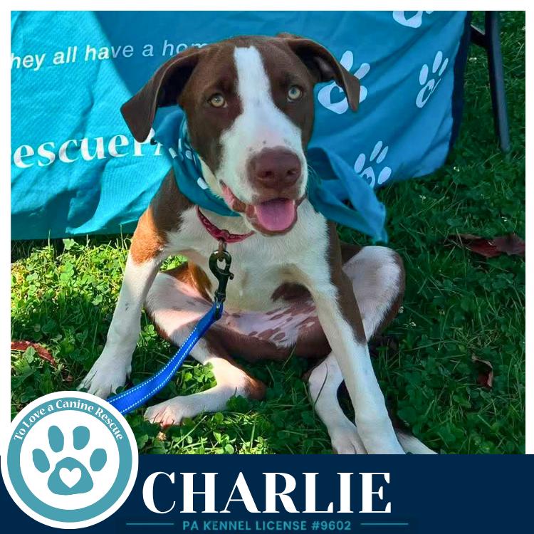 Enlarge Charlie (Silent Film Stars) 080826, a Adoptable mixed breed in Kimberton, PA image 3/3