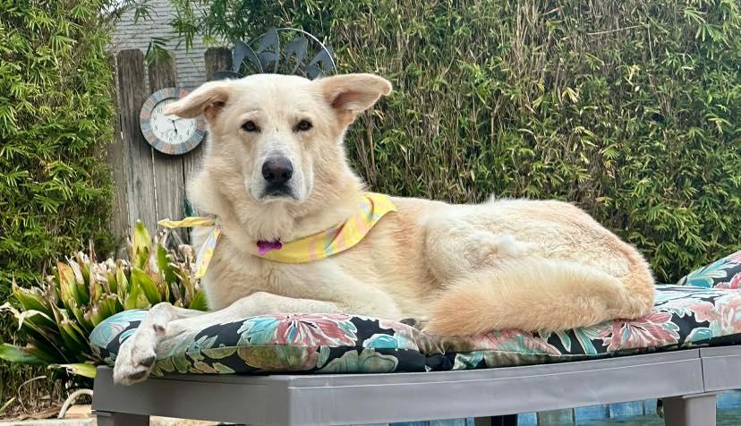 Logan, Adoptable, Adult Male White German Shepherd.
