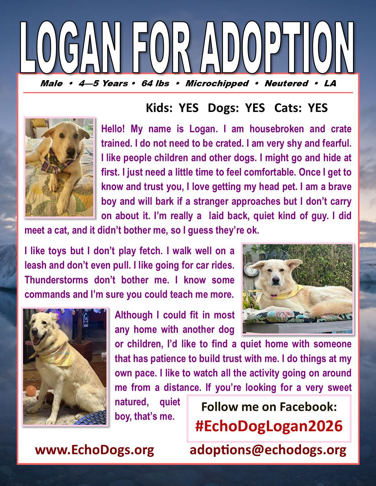 Enlarge Logan, a Adoptable White German Shepherd in Londonderry, NH image 3/3