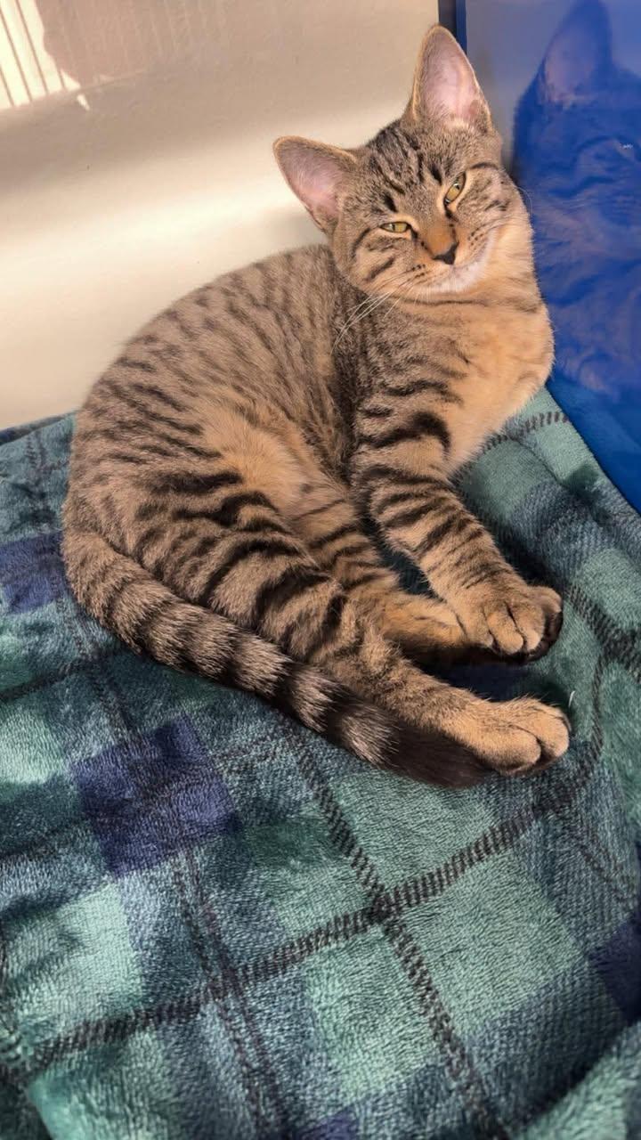 Scuttle (Tabby) & Dinglehopper, an adopted Domestic Short Hair in Cherryfield, ME image 1/2