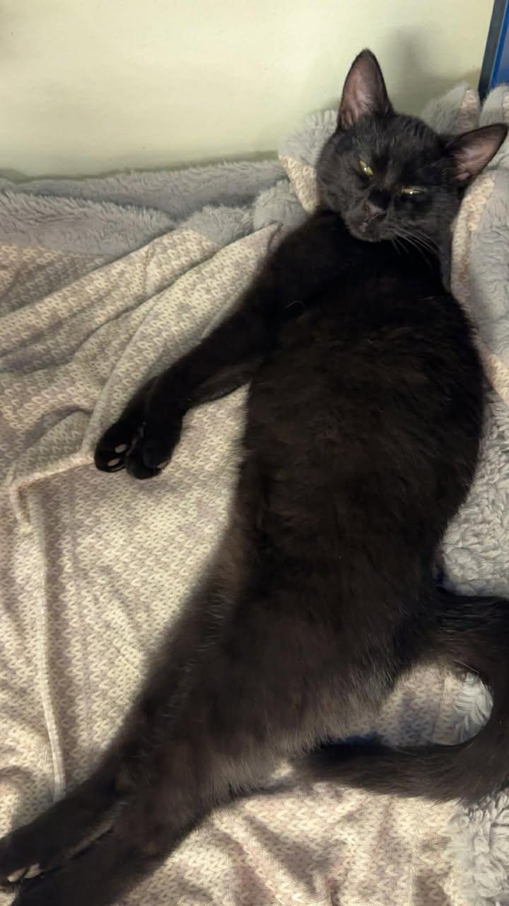 Scuttle (Tabby) & Dinglehopper, an adopted Domestic Short Hair in Cherryfield, ME image 2/2