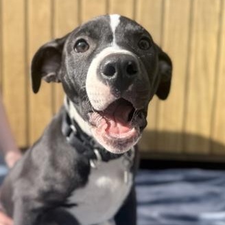 Enlarge Guppy, an adopted mixed breed in Roseburg, OR image 1/1