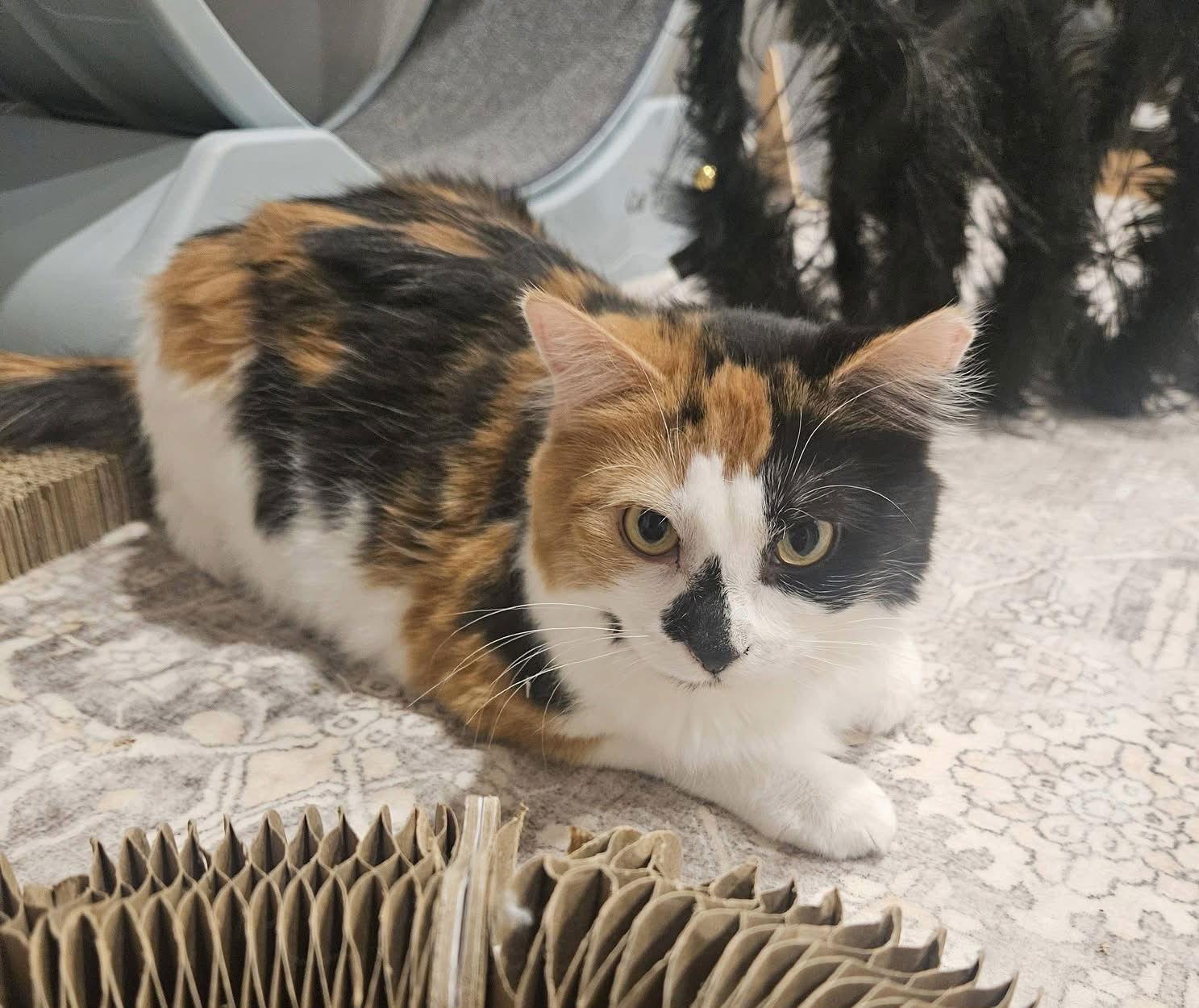 Juliette, Adoptable, Young Female Domestic Medium Hair.