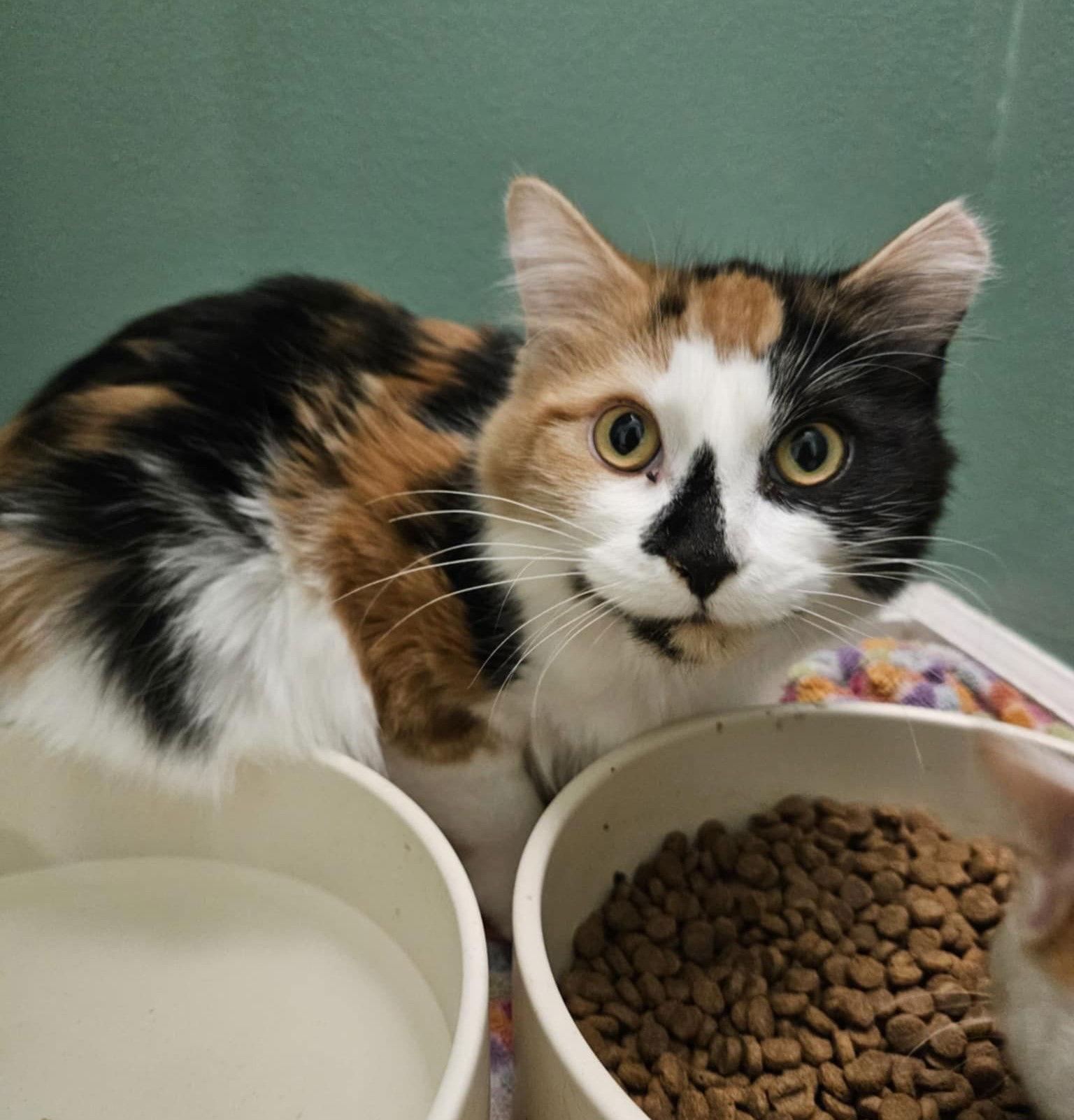 Enlarge Juliette, a Adoptable Domestic Medium Hair in Crystal, MN image 1/3