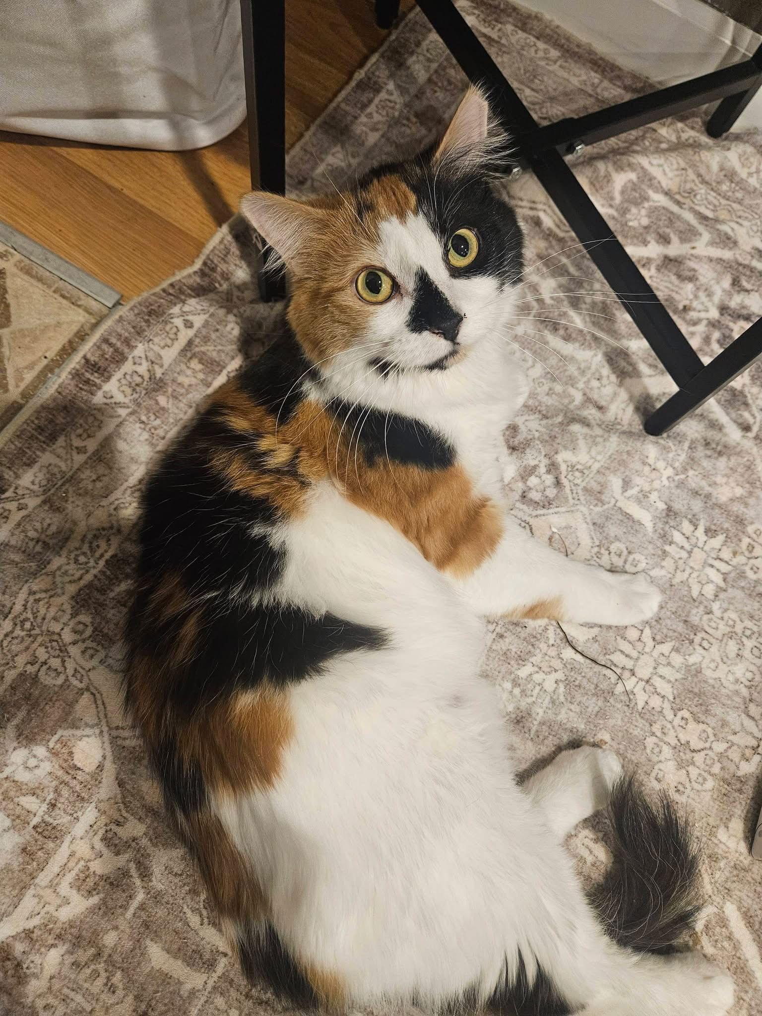 Enlarge Juliette, a Adoptable Domestic Medium Hair in Crystal, MN image 2/3