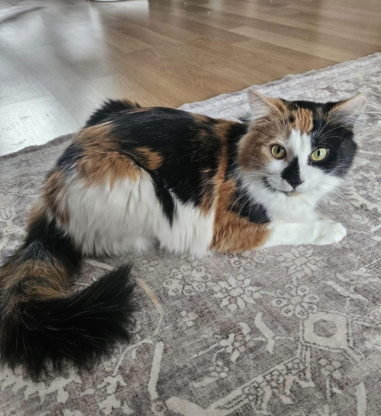 Enlarge Juliette, a Adoptable Domestic Medium Hair in Crystal, MN image 2/3