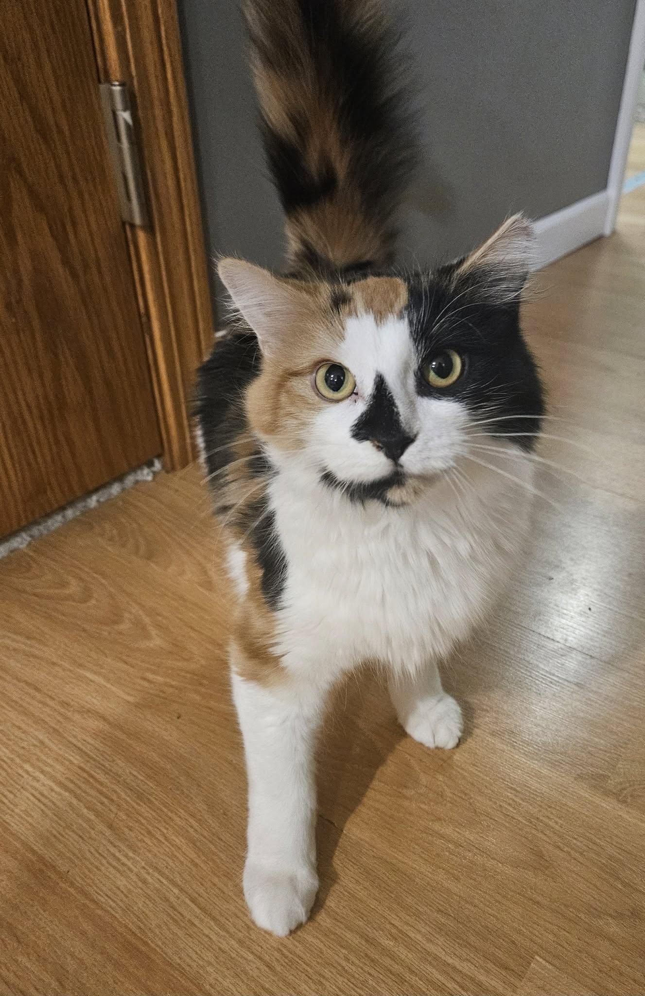 Enlarge Juliette, a Adoptable Domestic Medium Hair in Crystal, MN image 3/3