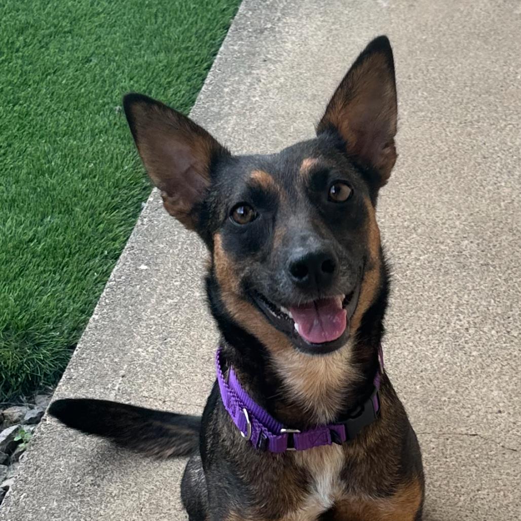 Enlarge Chocolate, a Adoptable Mixed Breed in Keaau, HI image 1/5