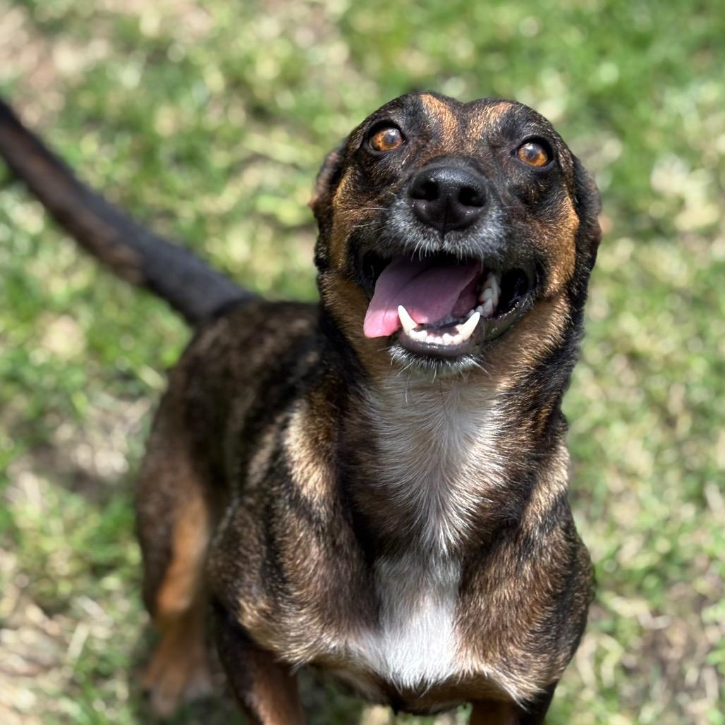 Enlarge Chocolate, a Adoptable Mixed Breed in Keaau, HI image 3/5