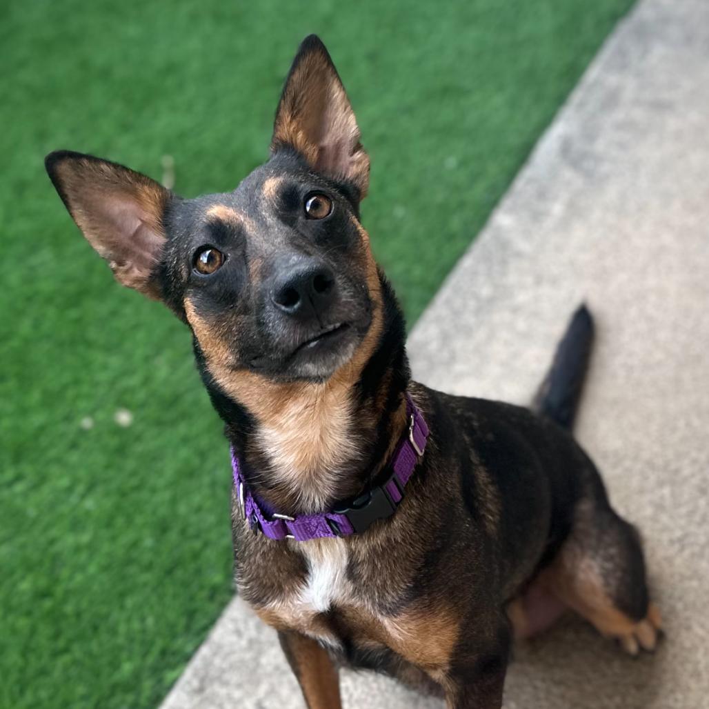 Enlarge Chocolate, a Adoptable Mixed Breed in Keaau, HI image 4/5