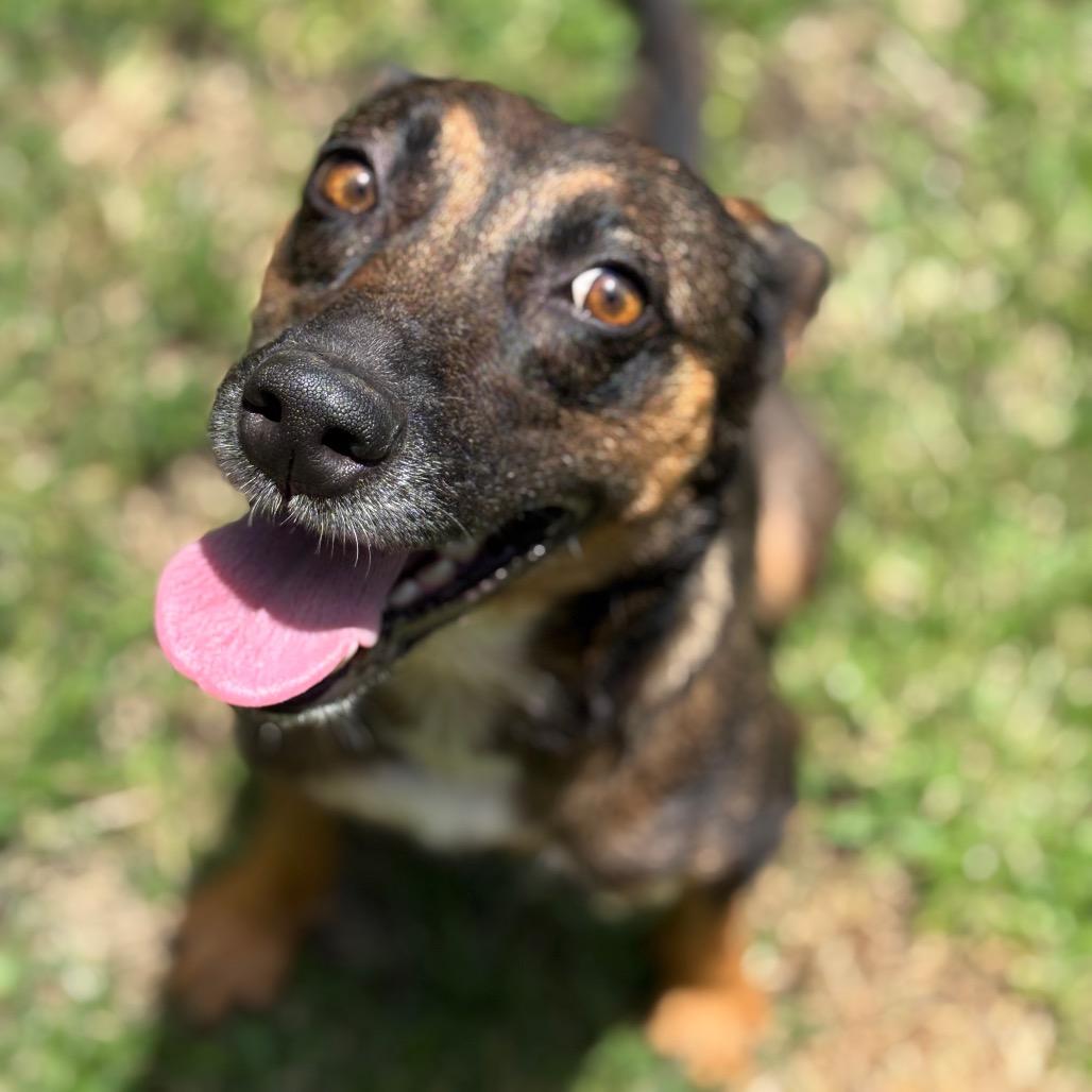 Enlarge Chocolate, a Adoptable Mixed Breed in Keaau, HI image 5/5