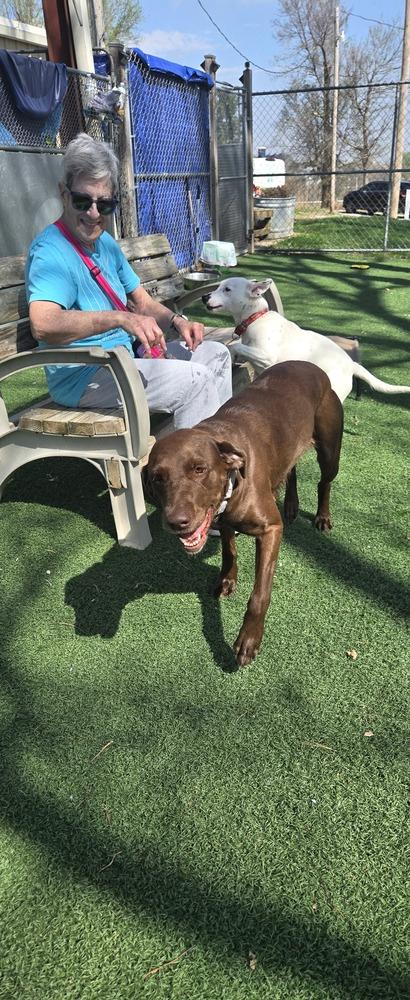 Enlarge Reeses, a Adoptable Labrador Retriever in Papillion, NE image 2/4