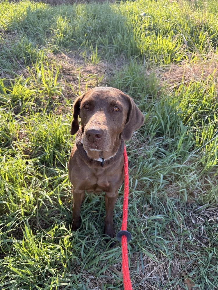 Enlarge Reeses, a Adoptable Labrador Retriever in Papillion, NE image 3/4
