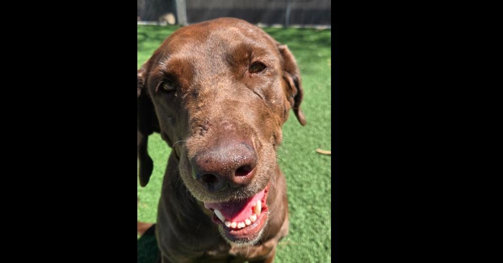 Enlarge Reeses, a Adoptable Labrador Retriever in Papillion, NE image 4/4