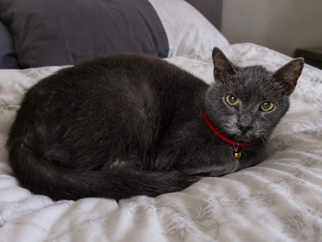 SLATE, Adoptable, Adult Male Russian Blue & American Shorthair.