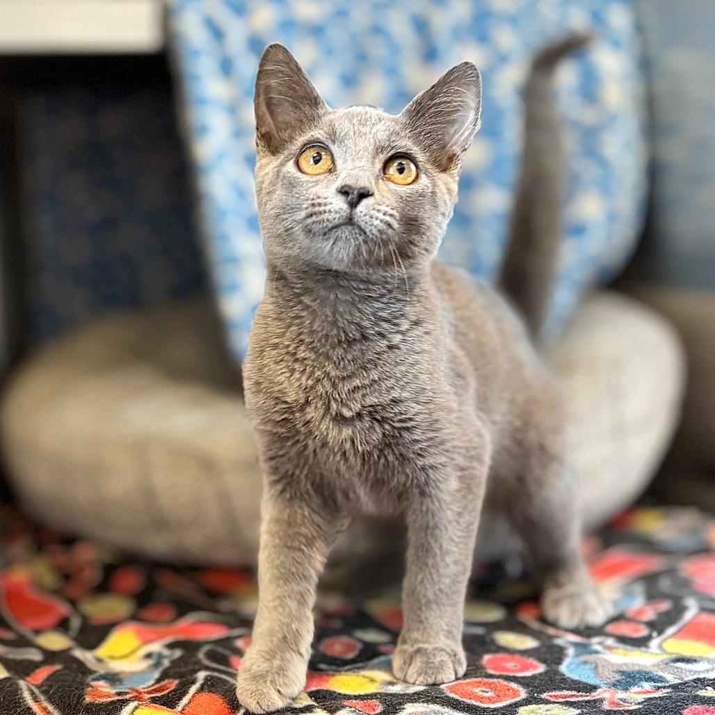 Enlarge Furby, a Adoptable Domestic Short Hair in Nashville, IN image 1/4