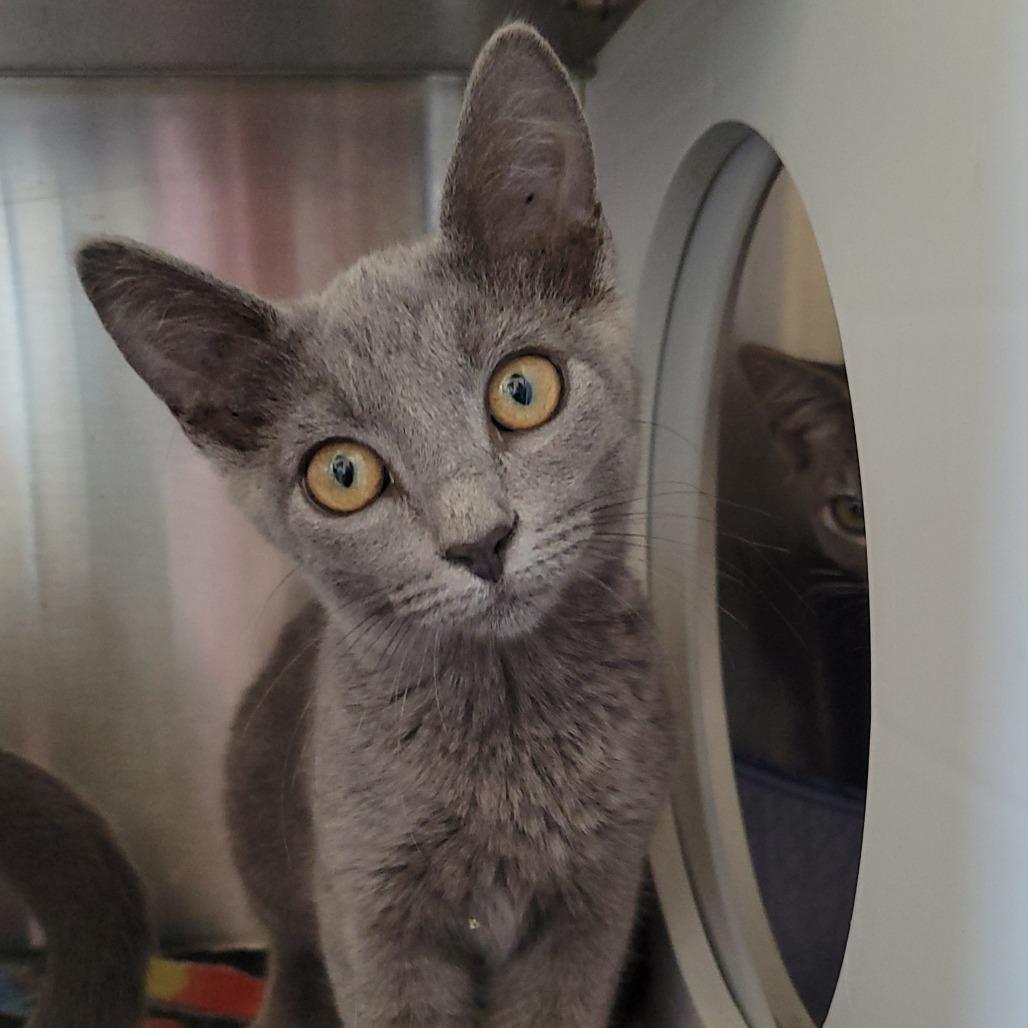 Enlarge Furby, a Adoptable Domestic Short Hair in Nashville, IN image 2/4