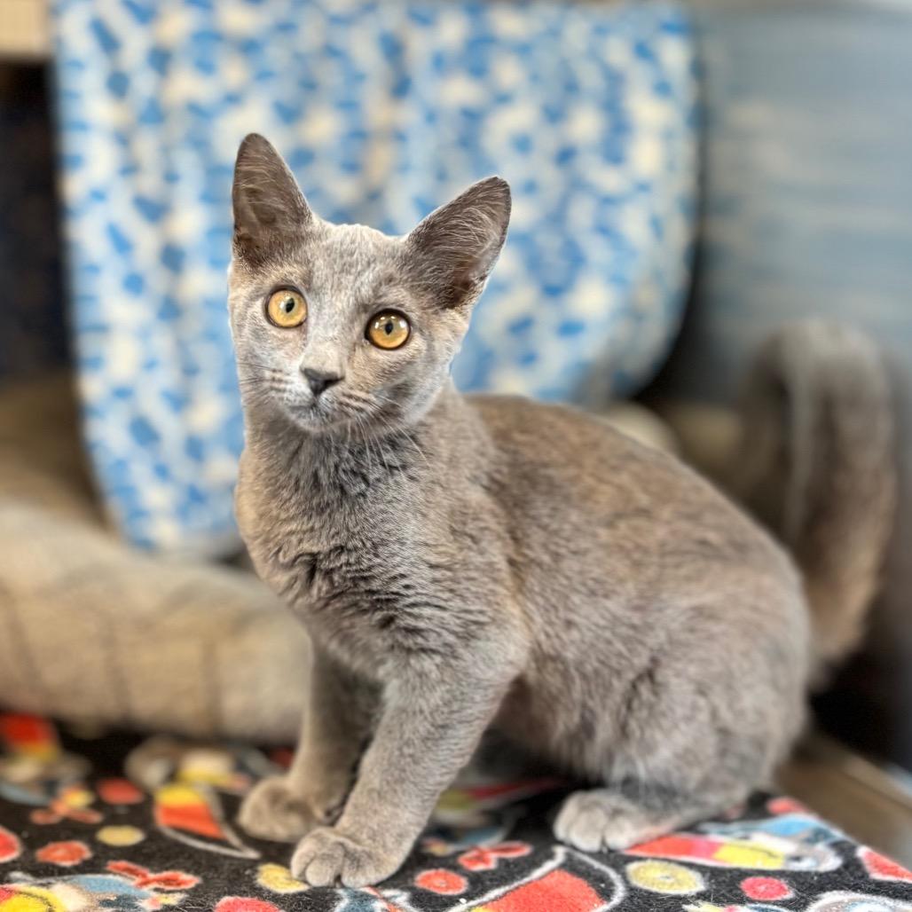 Enlarge Furby, a Adoptable Domestic Short Hair in Nashville, IN image 3/4