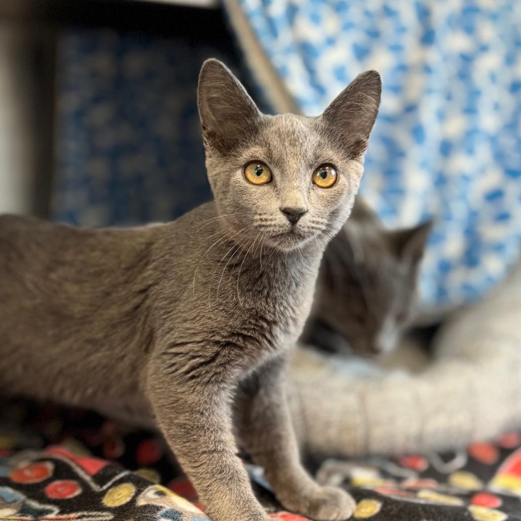 Enlarge Furby, a Adoptable Domestic Short Hair in Nashville, IN image 4/4
