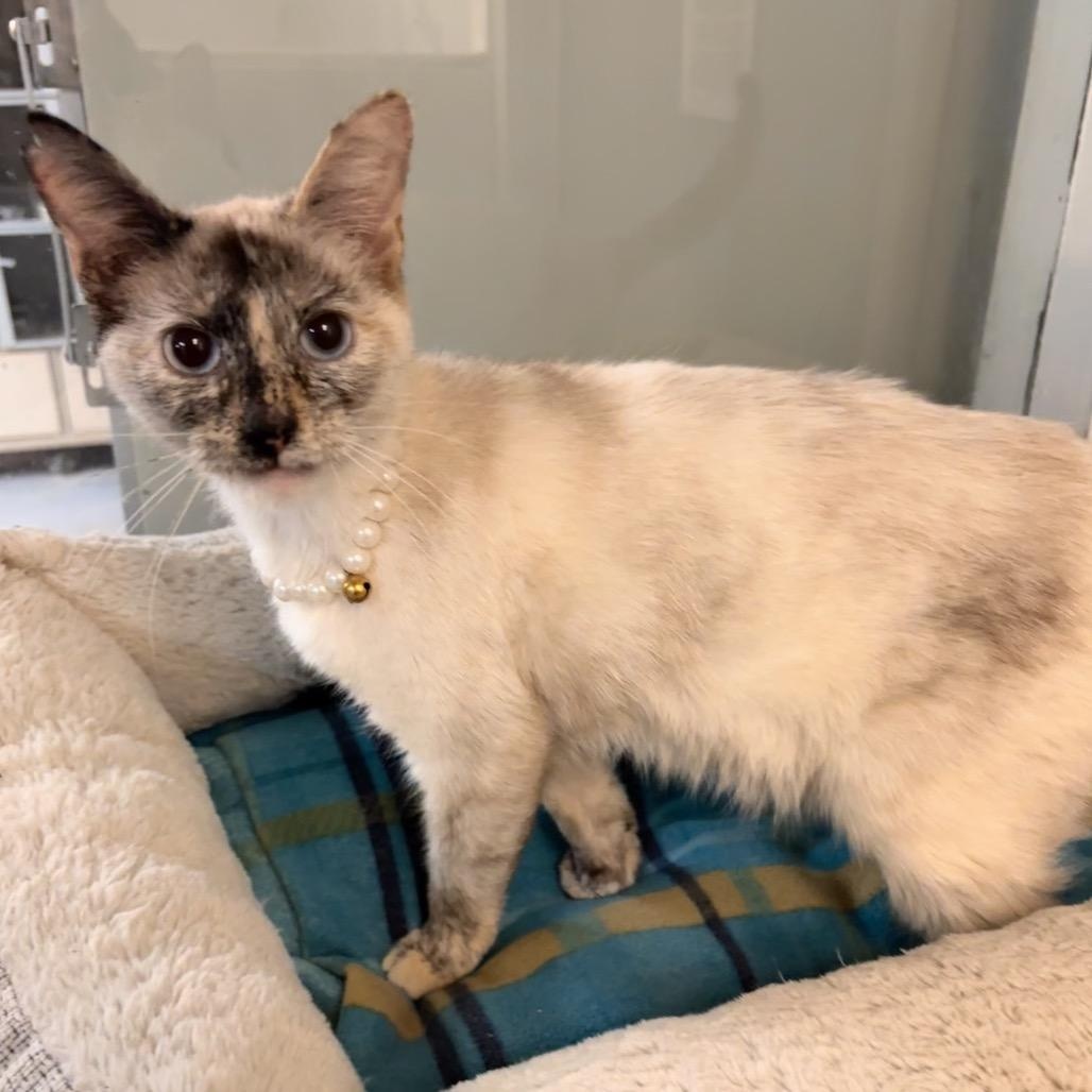 Pearl, Adoptable, Young Female Siamese & Domestic Short Hair.