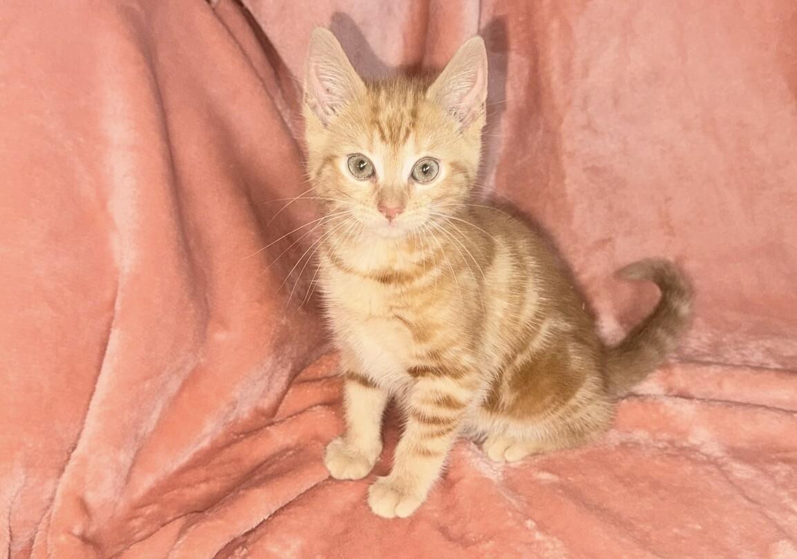 Enlarge Summer, a Adoptable Domestic Short Hair in North Babylon, NY image 1/3