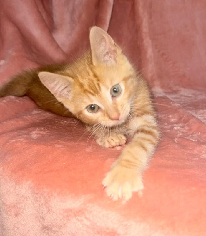 Enlarge Summer, a Adoptable Domestic Short Hair in North Babylon, NY image 2/3
