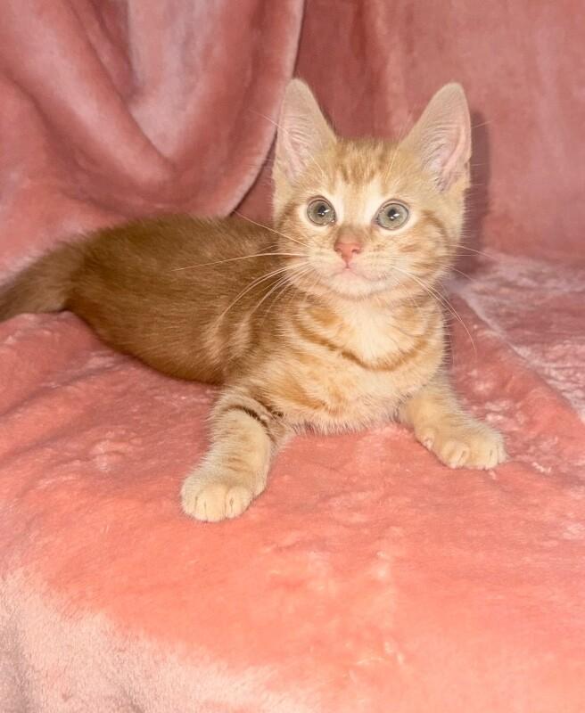Enlarge Summer, a Adoptable Domestic Short Hair in North Babylon, NY image 3/3