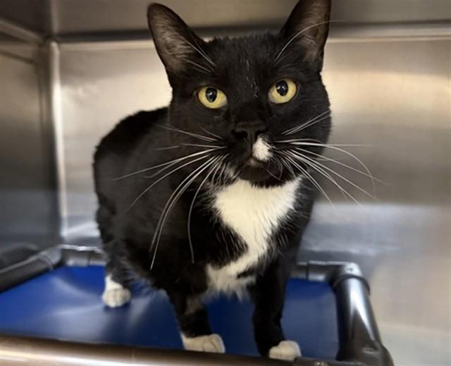 Enlarge MOUSE, a Adoptable Domestic Short Hair in Aurora, IL image 1/1