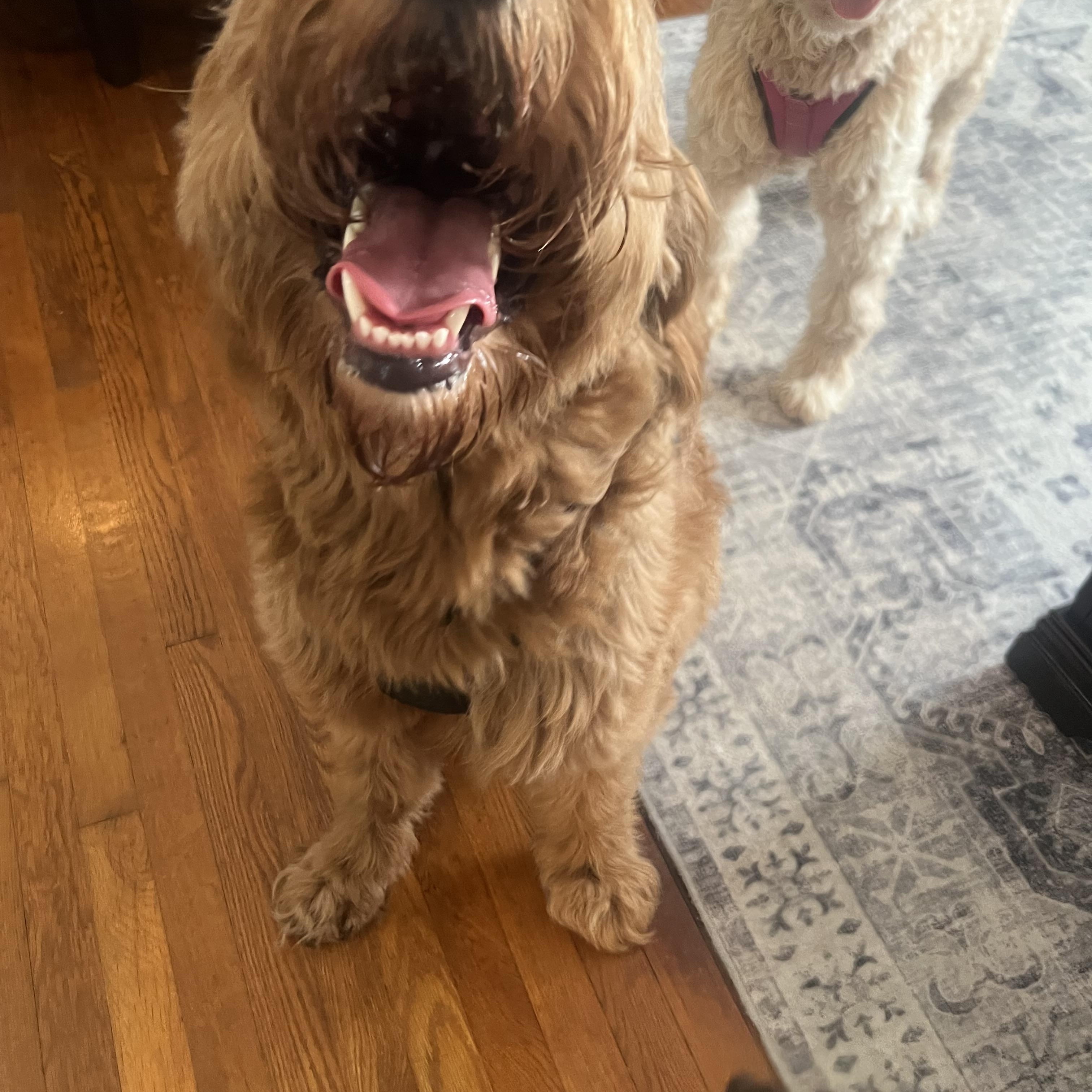 Cooper