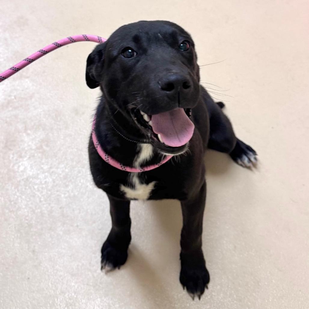 Simon, Adoptable, Young Male Mixed Breed.