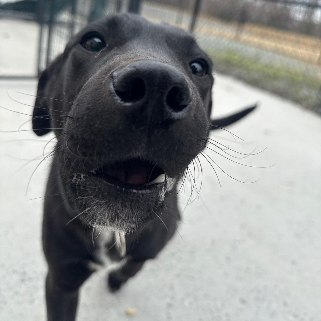 Enlarge Simon, a Adoptable Mixed Breed in Winston-Salem, NC image 2/5