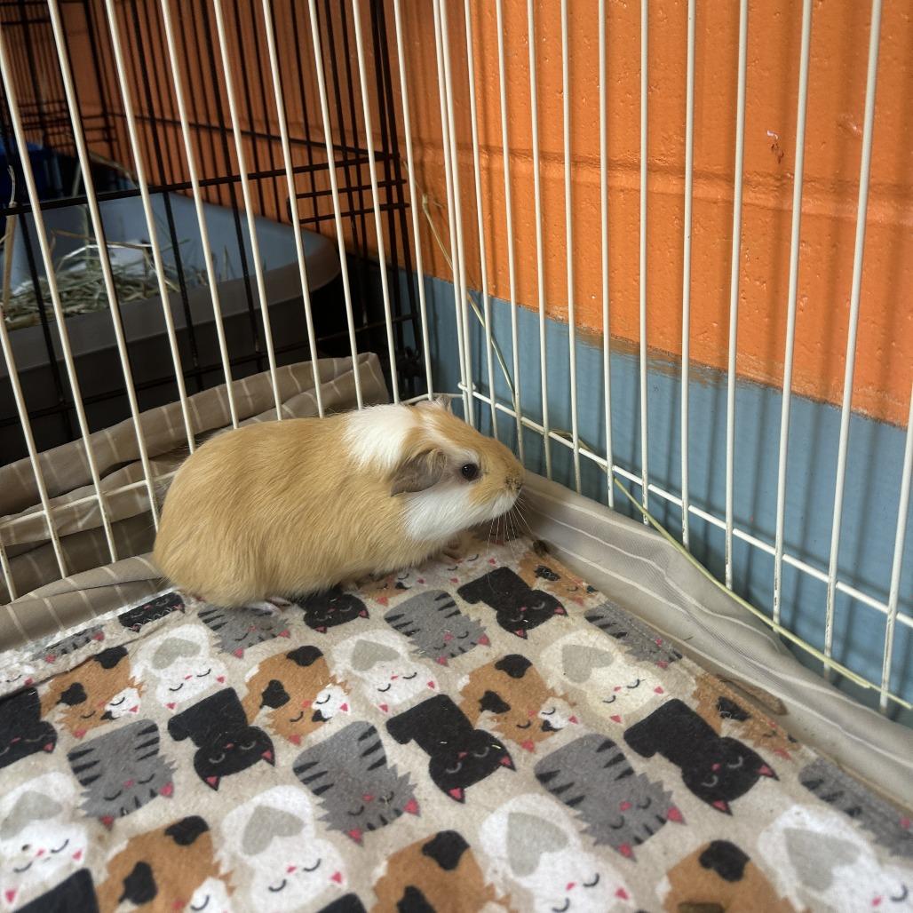 River, Adoptable, Baby Male Guinea Pig.