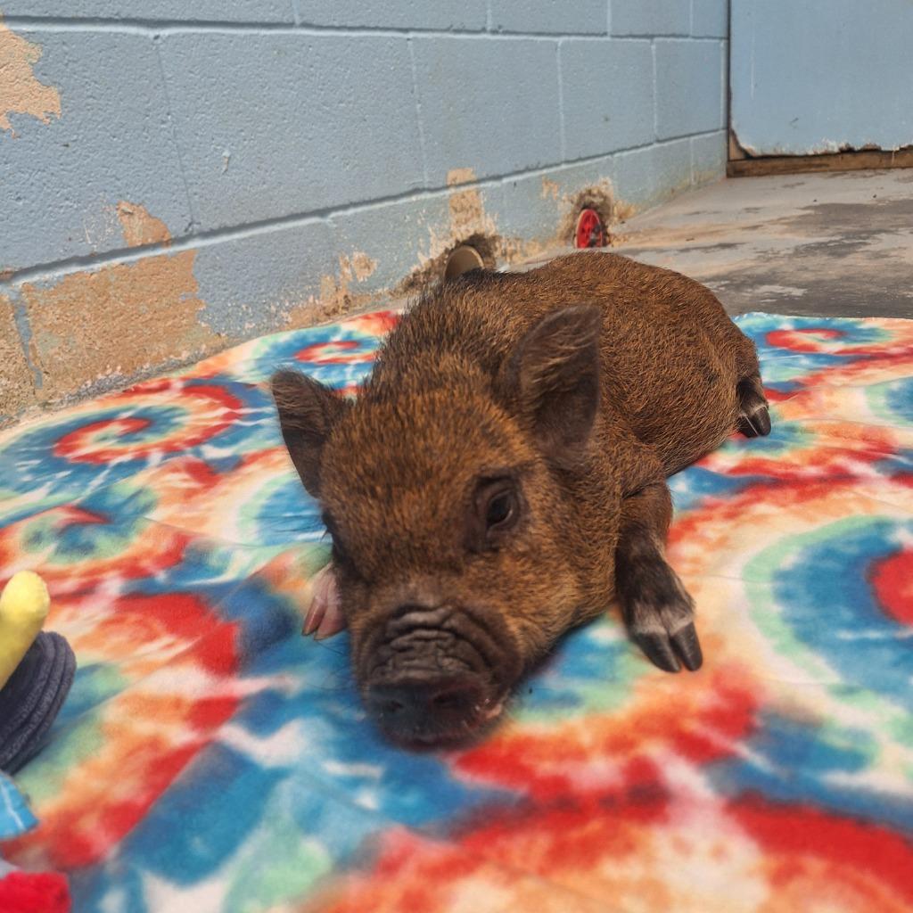 Enlarge Chris P. Bacon, a Adoptable Pot Bellied in Gautier, MS image 1/1