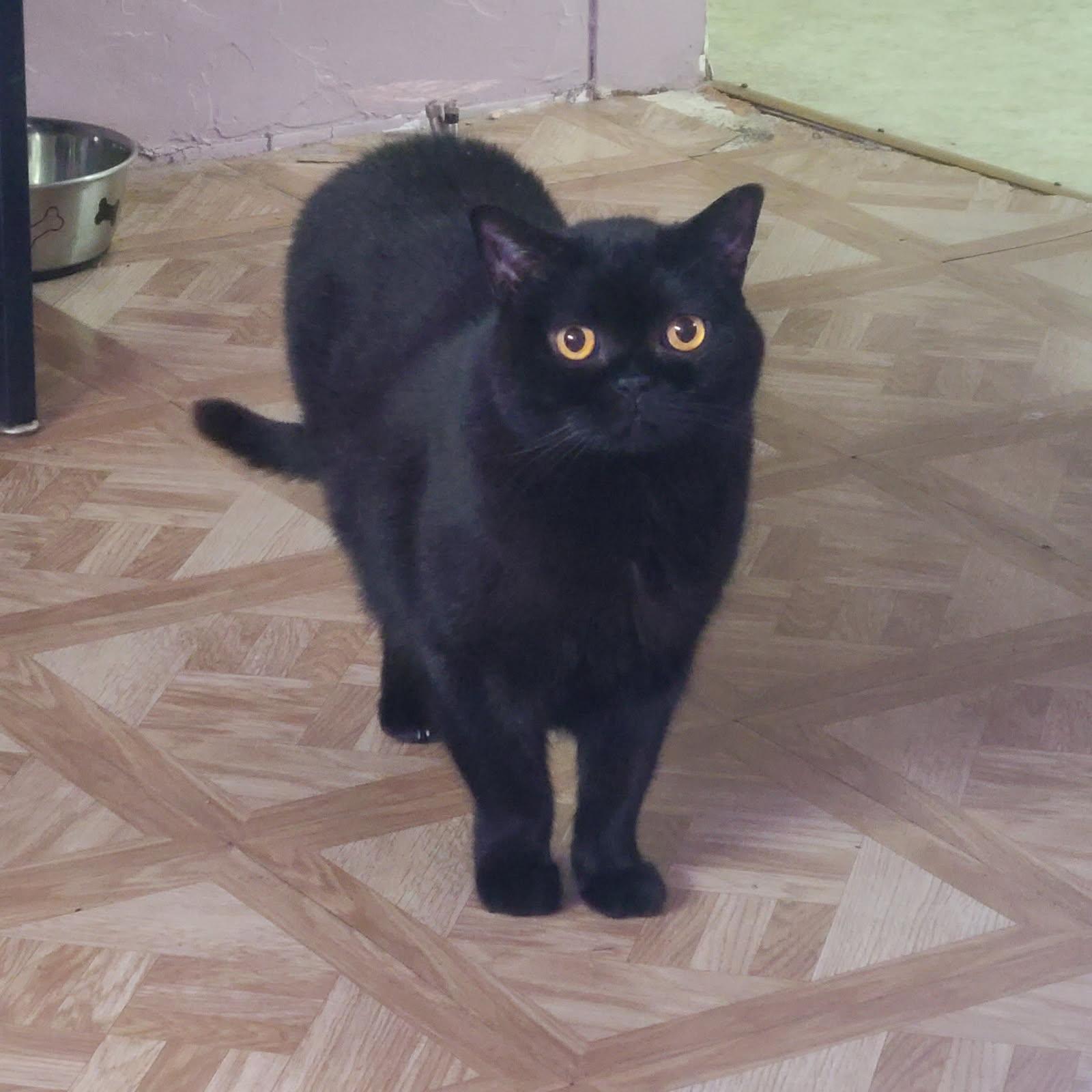 Enlarge Onyx, a ADOPTABLE British Shorthair in Eureka, CA image 2/5