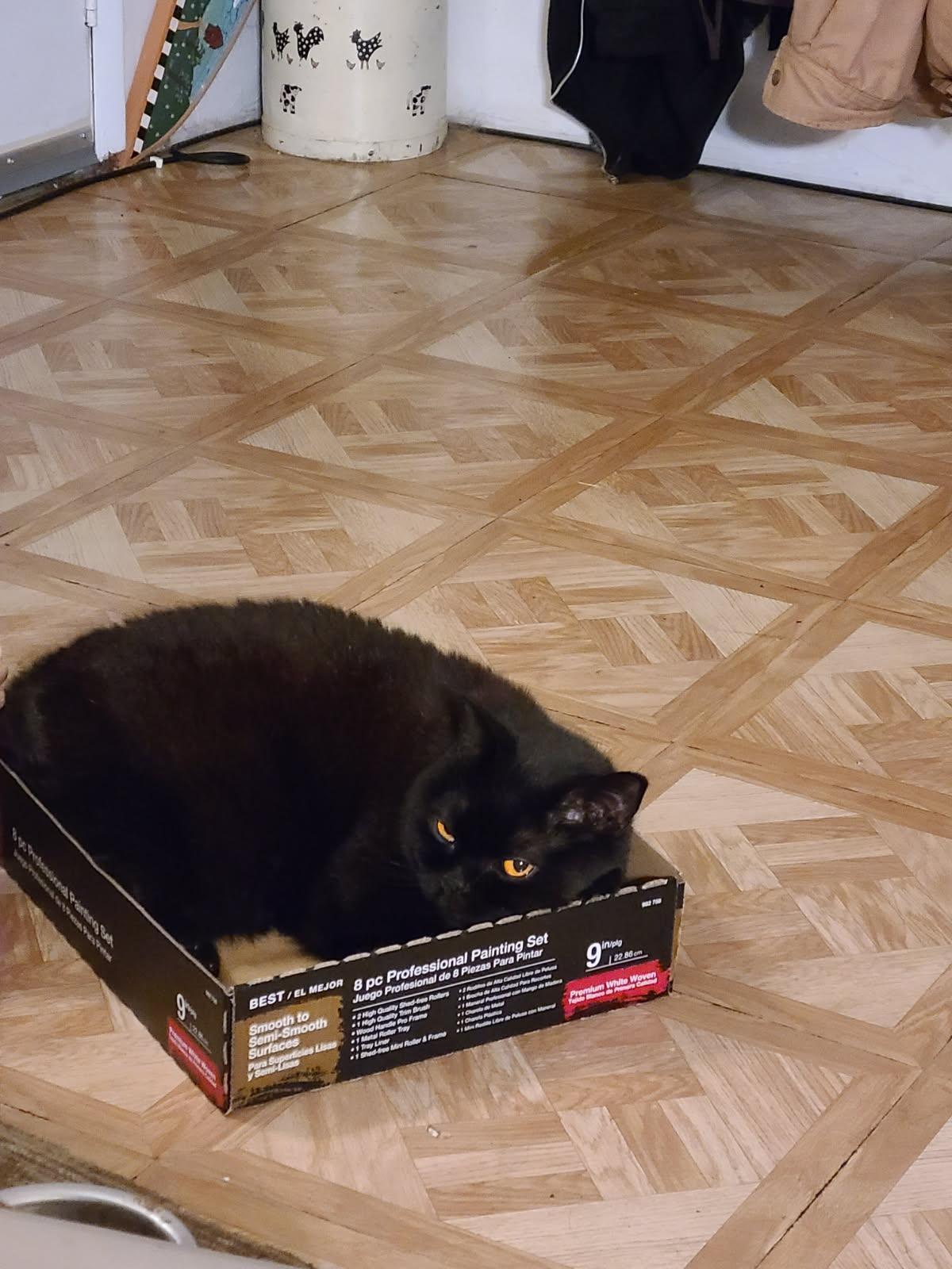 Enlarge Onyx, a ADOPTABLE British Shorthair in Eureka, CA image 3/5