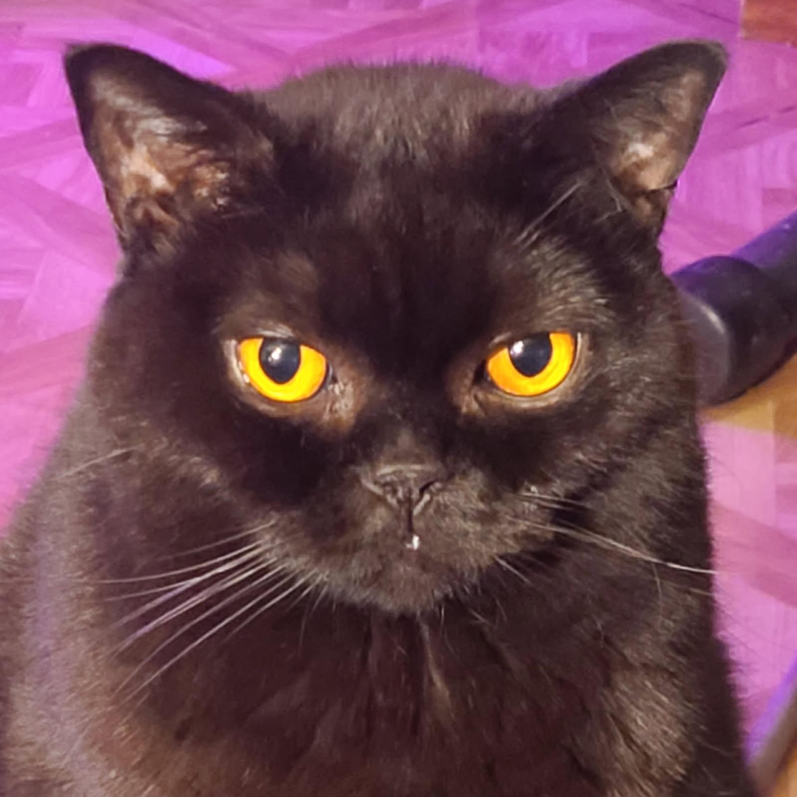 Onyx, ADOPTABLE, Adult Female British Shorthair.