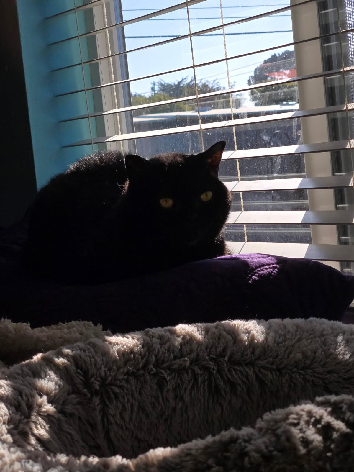 Enlarge Onyx, a ADOPTABLE British Shorthair in Eureka, CA image 5/5