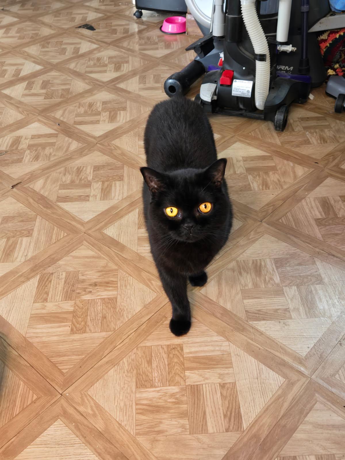 Enlarge Onyx, a ADOPTABLE British Shorthair in Eureka, CA image 4/5