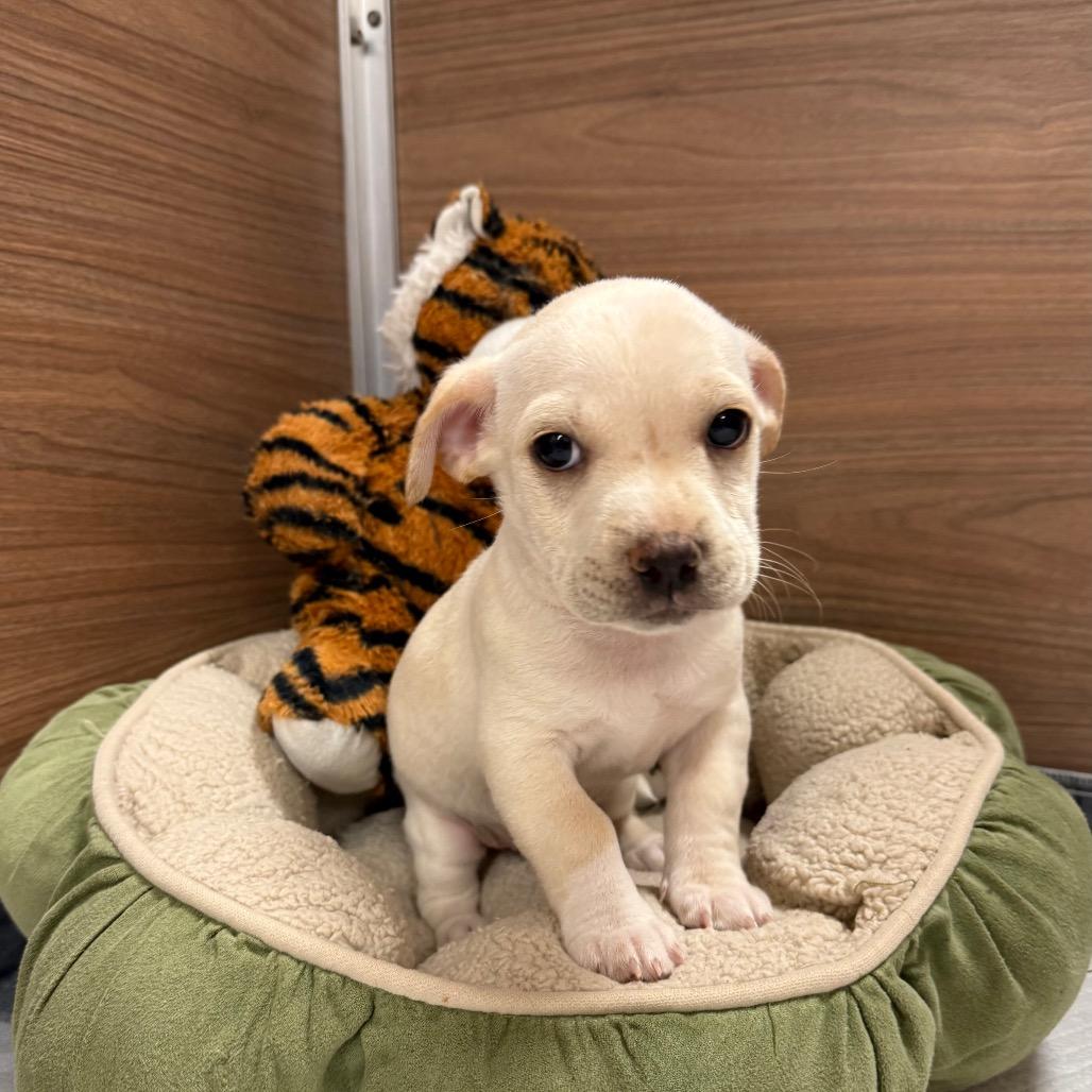 Enlarge Crawfish, a Adoptable mixed breed in Cedar Park, TX image 2/5