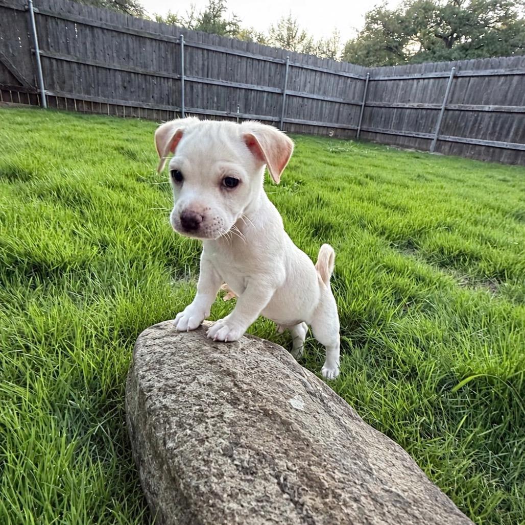 Enlarge Crawfish, a Adoptable mixed breed in Cedar Park, TX image 5/5