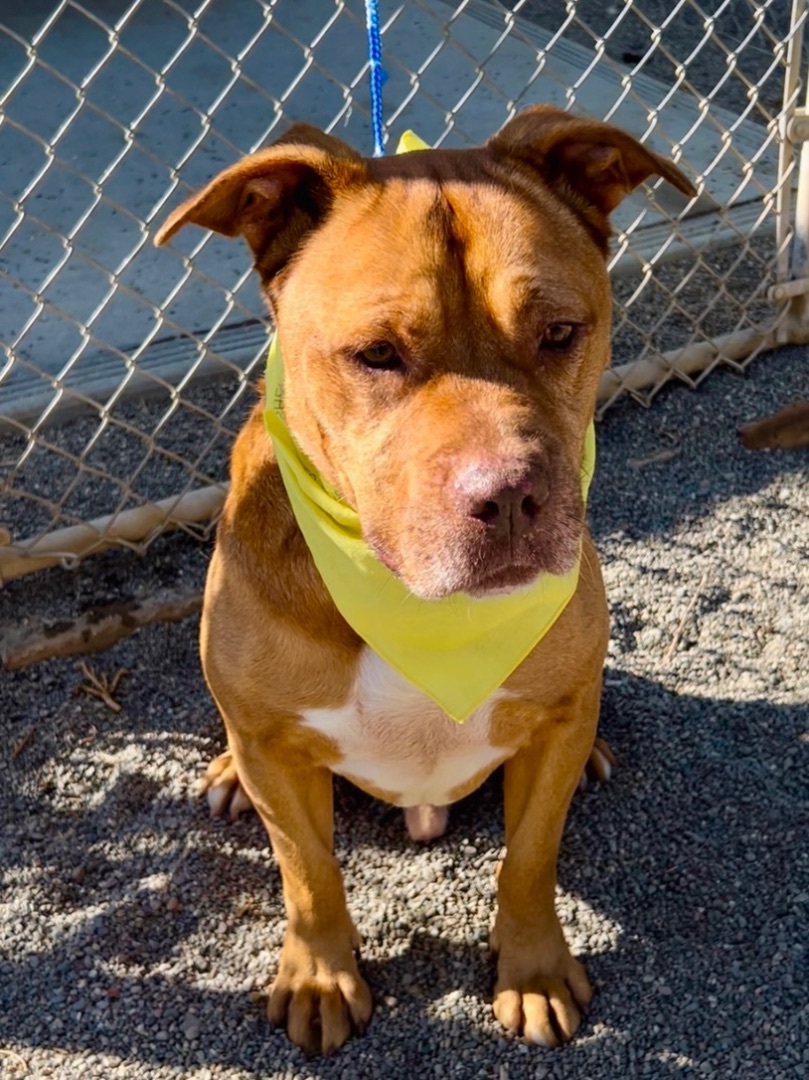 WHISKEY , Adoptable, Adult Male Pit Bull Terrier.